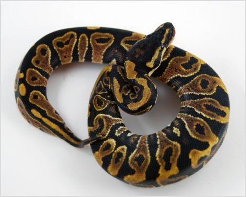 Image of Yellow Belly Ball Python