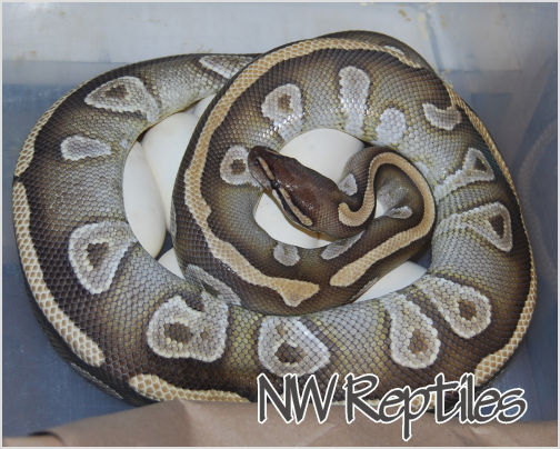 Image of Mojave Ball Python