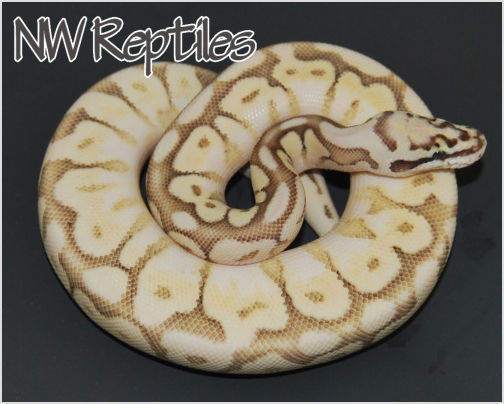 Image of Queen Bee Ball Python