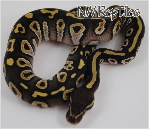 Image of Mojave Ball Python