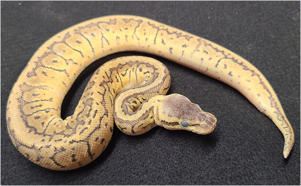 Silver Streak Ball Python Incubator 2010 2 Ball Python Silverstreak